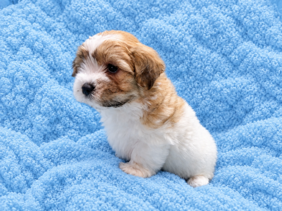 Petit mâle Coton de Tulear né le 11/08/2026 est proposé – vendu 1200 €.