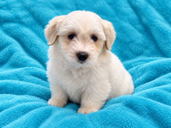 Petit mâle Coton de Tulear né le 11/08/2026 est proposé – vendu 1200 €.