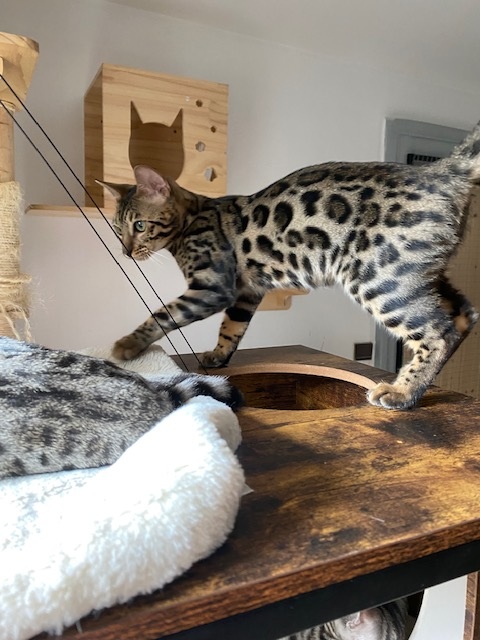 Petite femelle Bengal née le 09/04/2026 est proposée – vendue 1100 €.