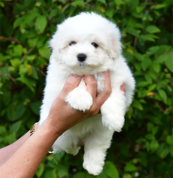 Petite femelle Coton de Tulear née le 13/07/2026 est proposée – vendue 1390 €.