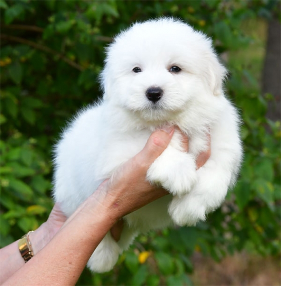 Petit mâle Coton de Tulear né le 13/07/2026 est proposé – vendu 1000 €.