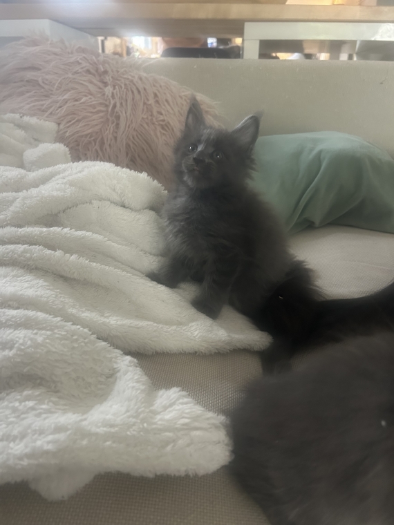 Petit mâle Maine Coon né le 27/07/2026 est proposé – vendu 1200 €.
