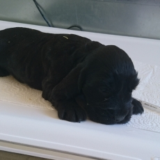 Adoption chiot Cocker Anglais Spaniel au prix de 1600 €