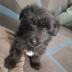 Chiot Berger Pyrénées poil long à adopter au prix de 1000 €