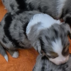 Adoption chiot Berger américain miniature au prix de 2100 €