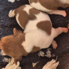 Chiot Terrier Brésilien à adopter au prix de 1300 €