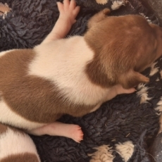 Chiot Terrier Brésilien à adopter au prix de 1300 €