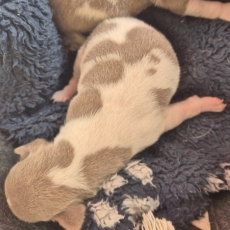 Acheter Terrier Brésilien bébé pour 1500 €