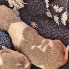 Adoption chiot Terrier Brésilien au prix de 1500 €