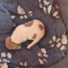 Chiot Terrier Brésilien à vendre au prix de 1500 € vacciné et identifié.