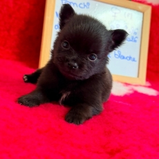 Acheter Chihuahua bébé pour 1110 €