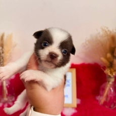 Chiot Chihuahua à adopter au prix de 1060 €