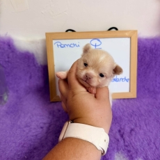 Chihuahua chiot vendu 1110 €