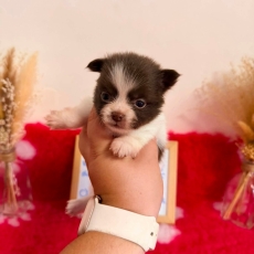 Acheter Chihuahua bébé pour 1110 €
