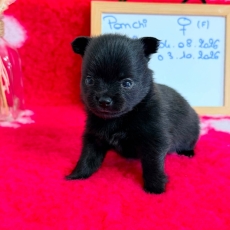 Adoption chiot Chihuahua au prix de 1110 €