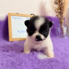 Adoption chiot Chihuahua au prix de 1110 €