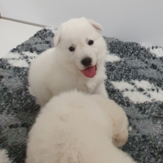 Acheter Berger Blanc bébé pour 1800 €