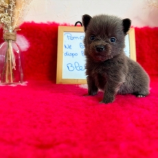 Chiot Chihuahua à adopter au prix de 1110 €