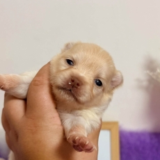 Acheter Chihuahua bébé pour 1110 €