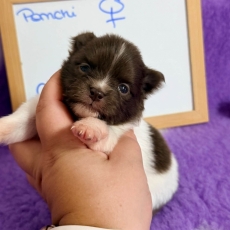 Acheter Chihuahua bébé pour 1110 €