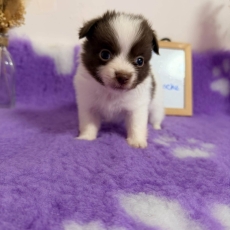 Acheter Chihuahua bébé pour 1060 €