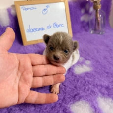 Chiot Chihuahua à adopter au prix de 1110 €
