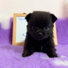 Adoption chiot Chihuahua au prix de 1110 €