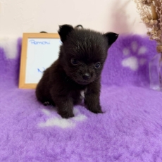 Chihuahua chiot vendu 1110 €
