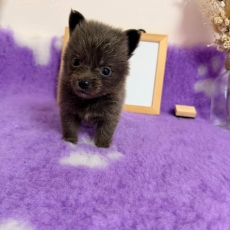 Chihuahua chiot vendu 1110 €