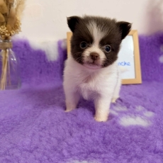 Chiot Chihuahua à adopter au prix de 1110 €