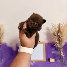 Acheter Chihuahua bébé pour 1060 €
