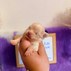 Chiot Chihuahua à vendre au prix de 1110 € vacciné et identifié.