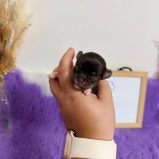 Chihuahua chiot vendu 1060 €