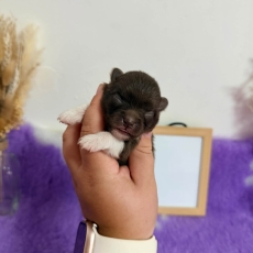 Adoption chiot Spitz Allemand Nain au prix de 2060 €