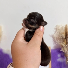 Chiot Chihuahua à adopter au prix de 1060 €