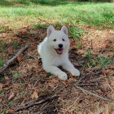 Berger Blanc chiot vendu 1900 €