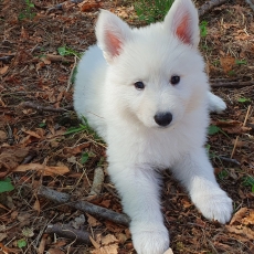 Berger Blanc chiot vendu 1800 €
