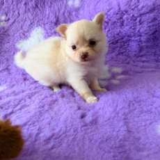 Adoption chiot Chihuahua au prix de 1060 €