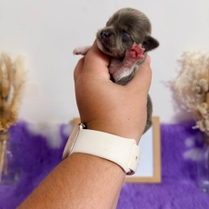 Chiot Chihuahua à vendre au prix de 1060 € vacciné et identifié.