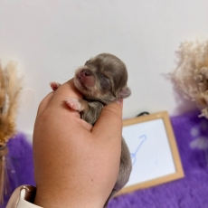 Chiot d'apparence de race Chihuahua à adopter.