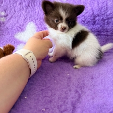 Acheter Chihuahua bébé pour 1060 €