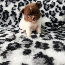 Chiot Chihuahua à adopter au prix de 1060 €