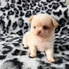 Chihuahua chiot vendu 1060 €