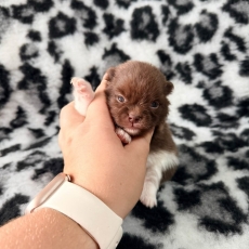 Spitz Allemand Nain chiot vendu 2060 €