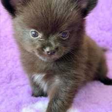 Chiot Chihuahua à adopter au prix de 1060 €