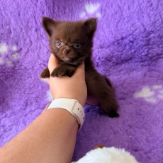 Chiot Chihuahua à adopter au prix de 1060 €