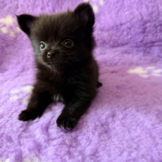 Adoption chiot Chihuahua au prix de 1060 €