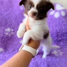 Acheter Chihuahua bébé pour 1060 €
