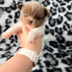 Chihuahua chiot vendu 1060 €