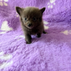 Adoption chiot Chihuahua au prix de 1060 €